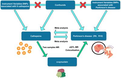 Cathepsin-mediated regulation of alpha-synuclein in Parkinson’s disease: a Mendelian randomization study